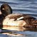 Lesser Scaup